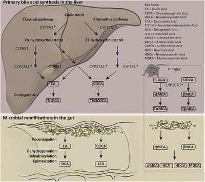 Bile Acid Receptor Therapeutics Effects on Chronic Liver Diseases